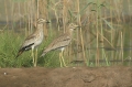 Senegal Thick-Knee